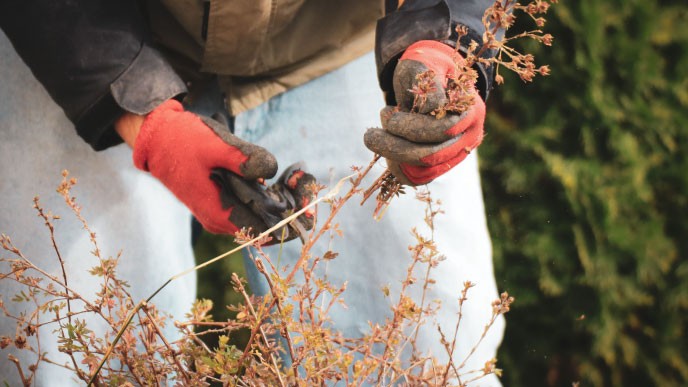 Guía práctica para preparar tu jardín para el otoño-invierno