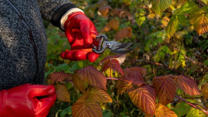Herramientas para podar en otoño: cuál usar en cada tipo de rama